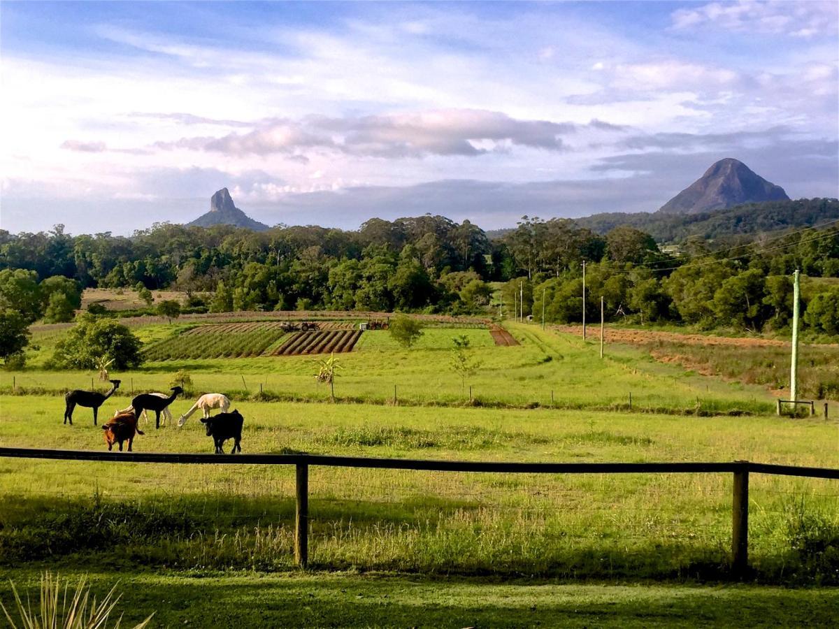 Blackwattle Farm Beerwah Værelse billede