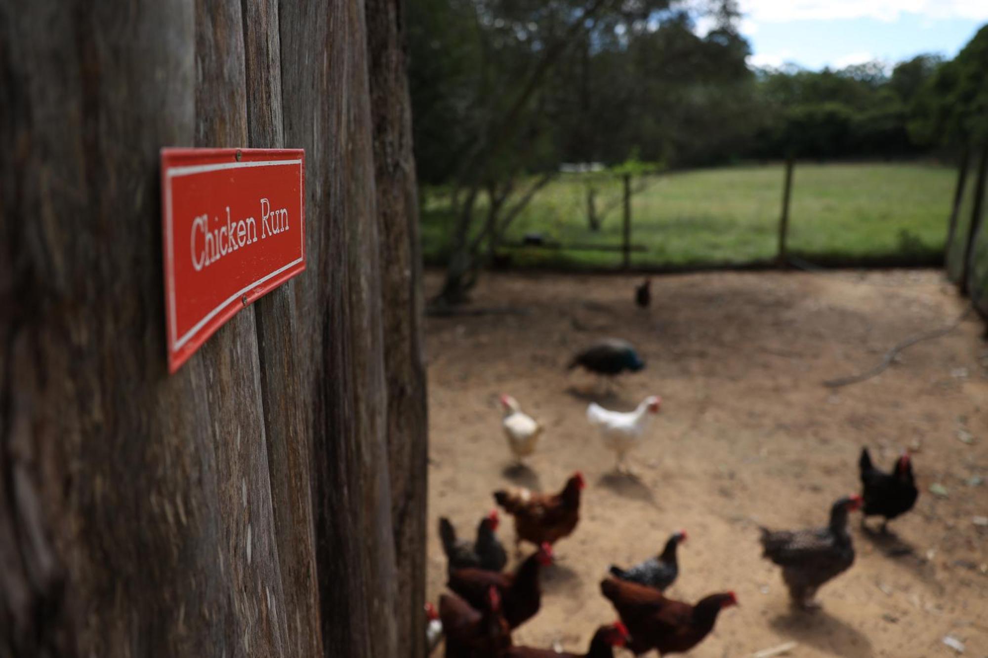 Blackwattle Farm Beerwah Eksteriør billede